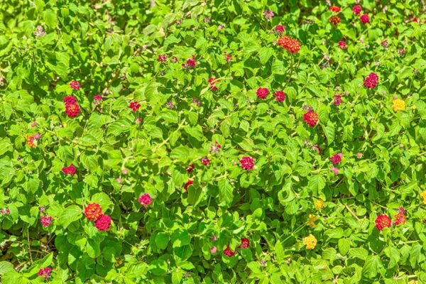 Adiamo Apartments landscaping