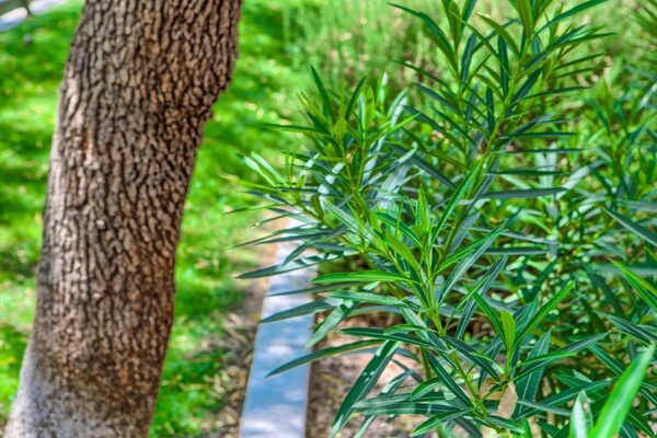 Adiamo Apartments landscaping