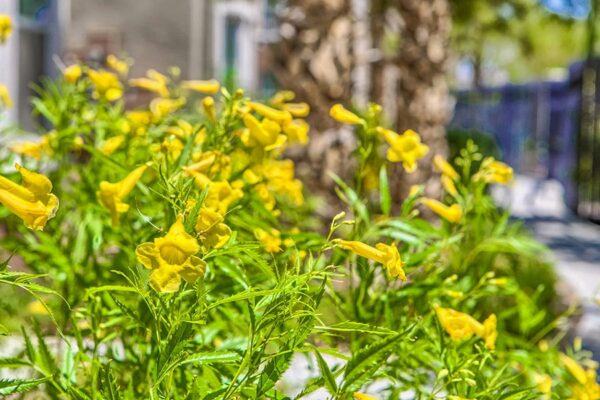 Arzano Apartments landscaping