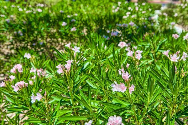 Arzano Apartments landscaping