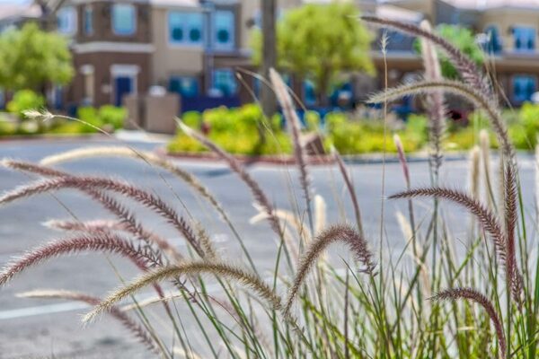 Arzano Apartments landscaping