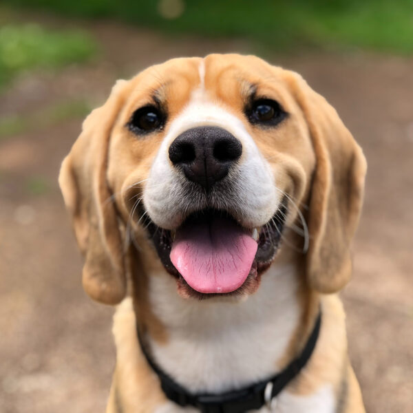 Close up of smiling Beagle dog at dog park.