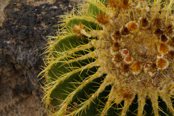 Picture,Of,A,Cactus,Taken,At,The,Ethel,M,Cactus Garden