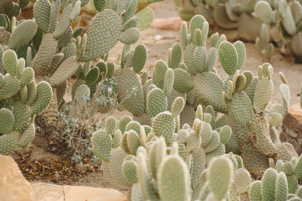 Henderson Ethel M Cactus Garden Foliage