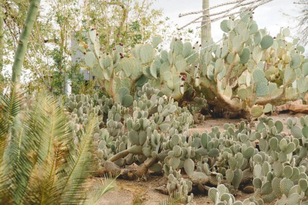 Henderson Ethel M Cactus Garden Foliage