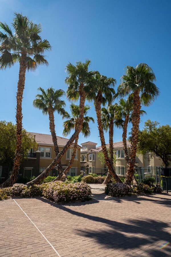 Arzano apartments outdoor courtyard with stone paver patio and tall palm trees.