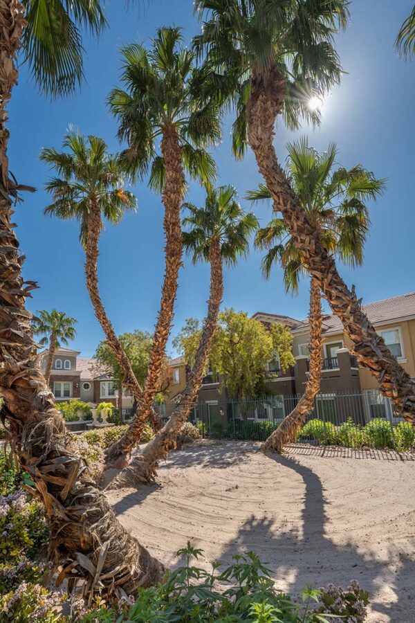Arzano apartments courtyard with tall palm trees.